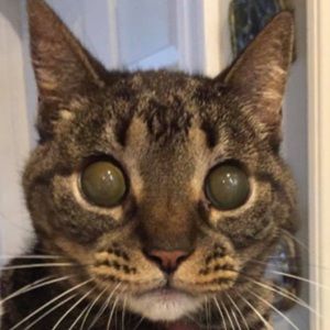 Meet your Posher, San